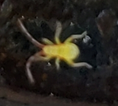 Campyloneura virgula