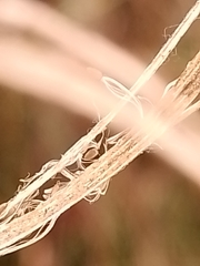 Epilobium chionanthum