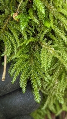 Thamnobryum neckeroides