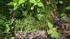 Thamnobryum neckeroides
