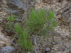 Dyscritothamnus filifolius