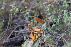 Prosopis reptans