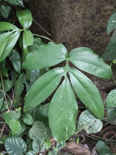 Amydrium zippelianum