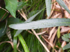 Leucanthemum heterophyllum