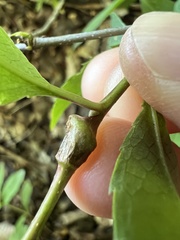 Contarinia cerasiserotinae