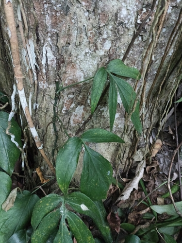 Amydrium zippelianum