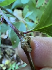 Contarinia cerasiserotinae