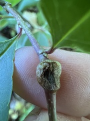 Contarinia cerasiserotinae