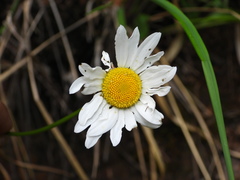 Leucanthemum heterophyllum