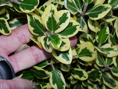 Metrosideros kermadecensis