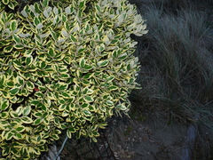 Metrosideros kermadecensis