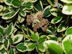 Metrosideros kermadecensis