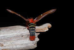 Dirphiopsis trisignata