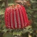 Scarlet Banksia - Photo (c) sydneydawg2006, some rights reserved (CC BY-NC-ND)
