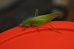 Pyrgocorypha uncinata