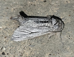 Inguromorpha itzalana