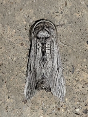 Inguromorpha itzalana