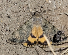 Catocala frederici