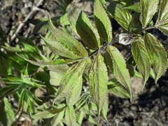 Sambucus sibirica