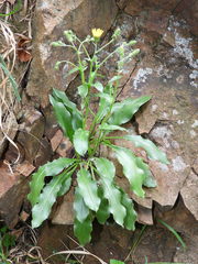 Hieracium amplexicaule