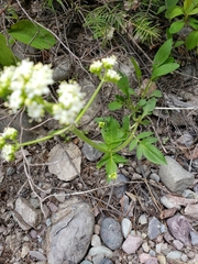 Valeriana occidentalis