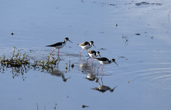 Himantopus mexicanus