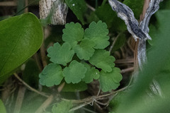 Thalictrum sparsiflorum