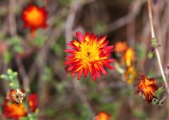 Drosanthemum micans