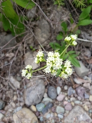 Valeriana occidentalis