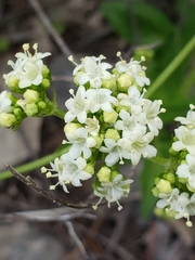 Valeriana occidentalis