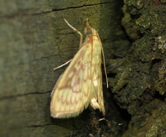 Crocidophora serratissimalis