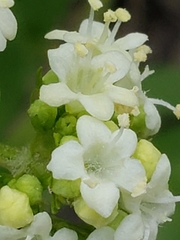 Valeriana occidentalis