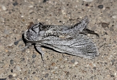 Inguromorpha itzalana