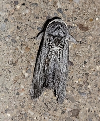 Inguromorpha itzalana