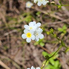 Plagiobothrys figuratus