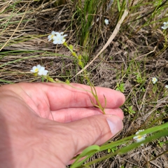 Plagiobothrys figuratus