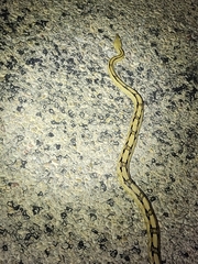 Bogertophis subocularis subocularis