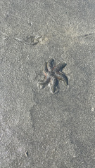 Evasterias troschelii