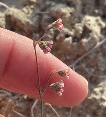 Eriogonum gracillimum