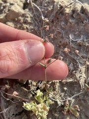 Eriogonum gracillimum