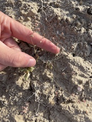 Eriogonum gracillimum