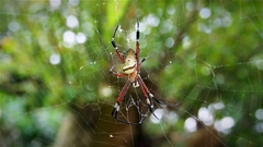 Argiope ocula