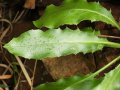 Hieracium amplexicaule
