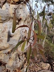 Muellerina eucalyptoides