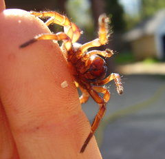 Myrmekiaphila foliata