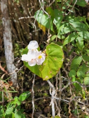 Begonia minor