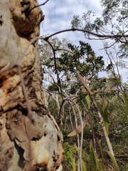 Muellerina eucalyptoides