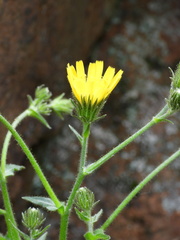 Hieracium amplexicaule
