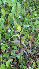 Castilleja unalaschcensis