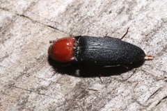 Ampedus rubricollis